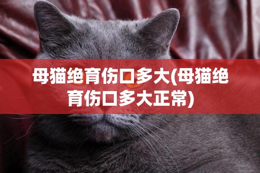 母貓絕育傷口多大(母貓絕育傷口多大正常)