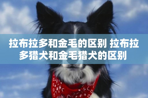 拉布拉多和金毛的區別 拉布拉多獵犬和金毛獵犬的區別 