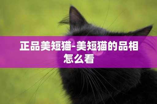 正品美短貓-美短貓的品相怎么看