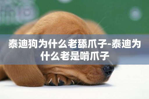 泰迪狗為什么老舔爪子-泰迪為什么老是啃爪子