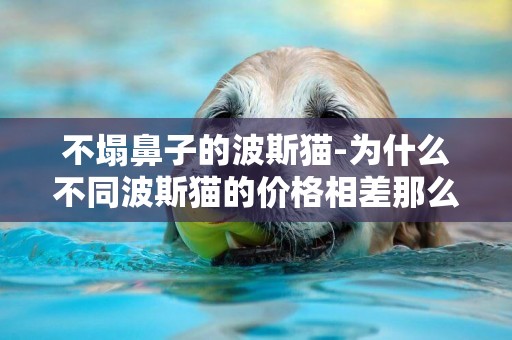 不塌鼻子的波斯貓-為什么不同波斯貓的價格相差那么大