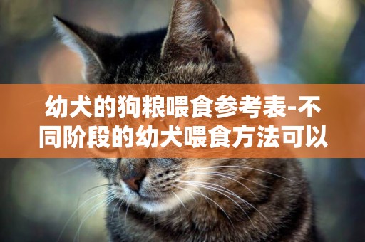 幼犬的狗糧喂食參考表-不同階段的幼犬喂食方法可以參考