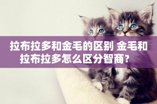 拉布拉多和金毛的區別 金毛和拉布拉多怎么區分智商？ 