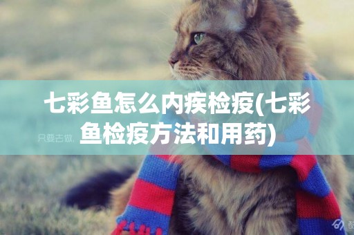 七彩魚怎么內疾檢疫(七彩魚檢疫方法和用藥)