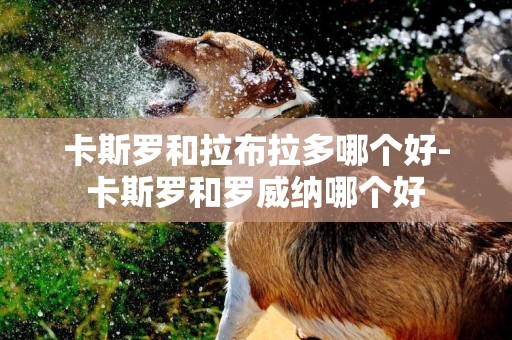 卡斯羅和拉布拉多哪個好-卡斯羅和羅威納哪個好