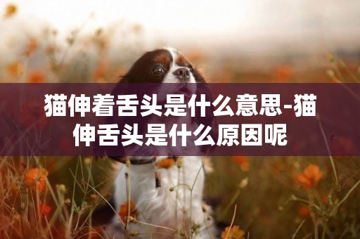 貓伸著舌頭是什么意思-貓伸舌頭是什么原因呢