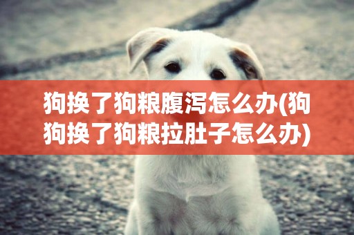 狗換了狗糧腹瀉怎么辦(狗狗換了狗糧拉肚子怎么辦)