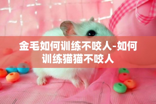 金毛如何訓練不咬人-如何訓練貓貓不咬人