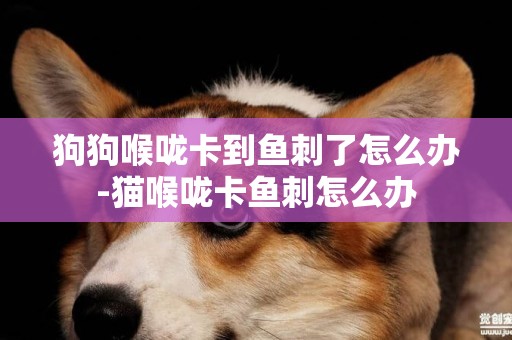 狗狗喉嚨卡到魚刺了怎么辦-貓喉嚨卡魚刺怎么辦