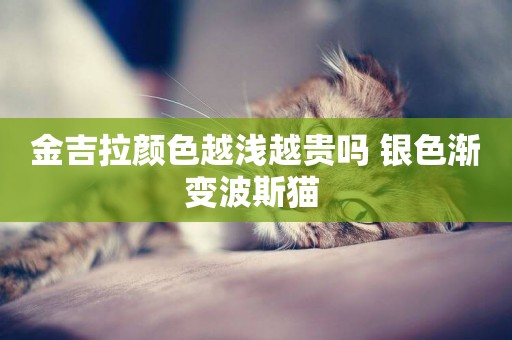 金吉拉顏色越淺越貴嗎 銀色漸變波斯貓 