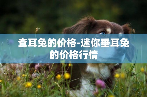 耷耳兔的價格-迷你垂耳兔的價格行情