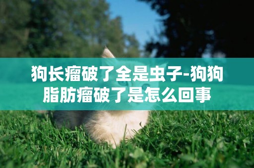 狗長瘤破了全是蟲子-狗狗脂肪瘤破了是怎么回事