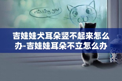 吉娃娃犬耳朵豎不起來怎么辦-吉娃娃耳朵不立怎么辦