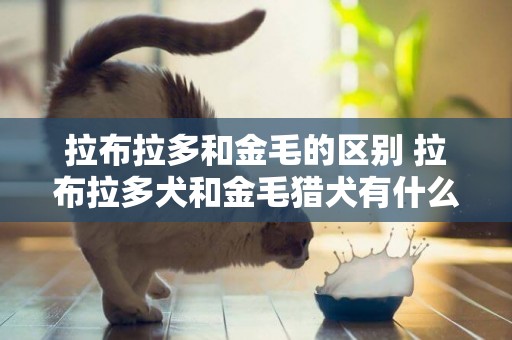 拉布拉多和金毛的區別 拉布拉多犬和金毛獵犬有什么區別？誰更適合馴化？ 