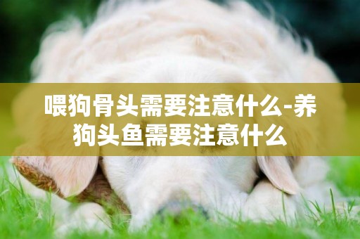 喂狗骨頭需要注意什么-養狗頭魚需要注意什么