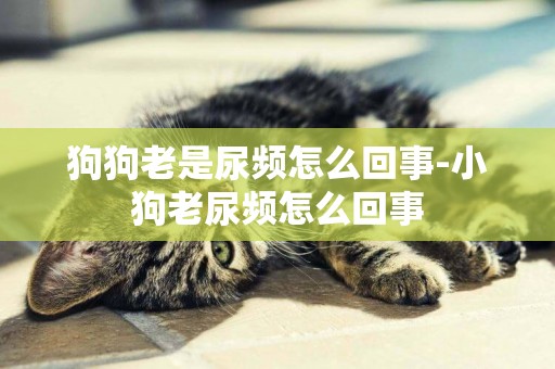 狗狗老是尿頻怎么回事-小狗老尿頻怎么回事