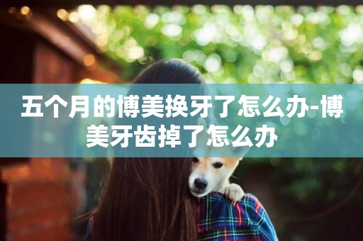 五個月的博美換牙了怎么辦-博美牙齒掉了怎么辦