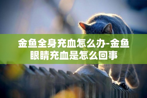 金魚全身充血怎么辦-金魚眼睛充血是怎么回事