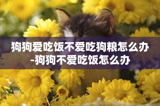 狗狗愛吃飯不愛吃狗糧怎么辦-狗狗不愛吃飯怎么辦