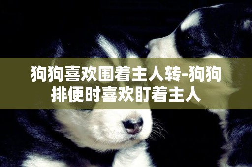 狗狗喜歡圍著主人轉-狗狗排便時喜歡盯著主人