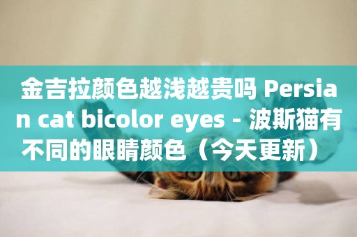 金吉拉顏色越淺越貴嗎 Persian cat bicolor eyes - 波斯貓有不同的眼睛顏色（今天更新） 