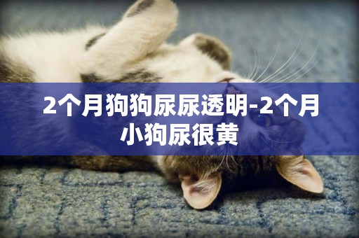 2個月狗狗尿尿透明-2個月小狗尿很黃