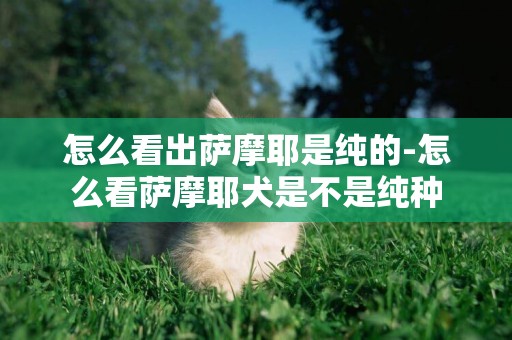 怎么看出薩摩耶是純的-怎么看薩摩耶犬是不是純種