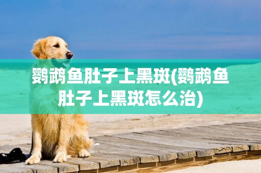 鸚鵡魚肚子上黑斑(鸚鵡魚肚子上黑斑怎么治)