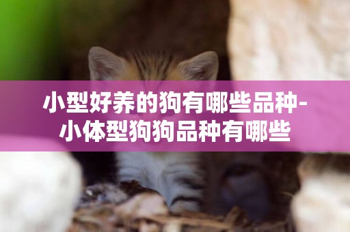 小型好養的狗有哪些品種-小體型狗狗品種有哪些