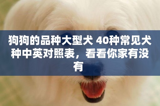 狗狗的品種大型犬 40種常見犬種中英對照表，看看你家有沒有 