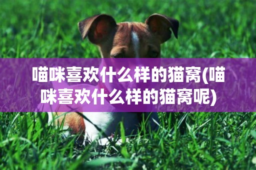 喵咪喜歡什么樣的貓窩(喵咪喜歡什么樣的貓窩呢)