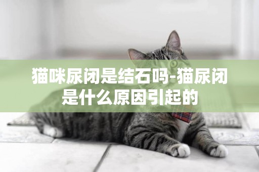 貓咪尿閉是結石嗎-貓尿閉是什么原因引起的