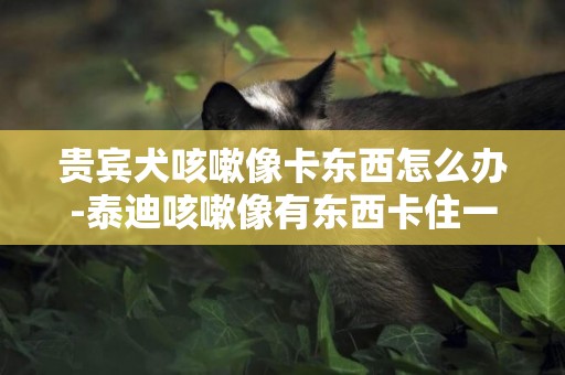 貴賓犬咳嗽像卡東西怎么辦-泰迪咳嗽像有東西卡住一樣吃什么藥