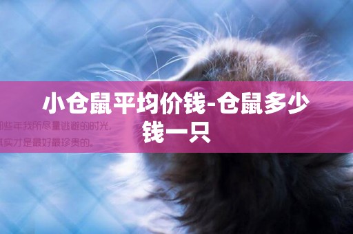 小倉鼠平均價錢-倉鼠多少錢一只