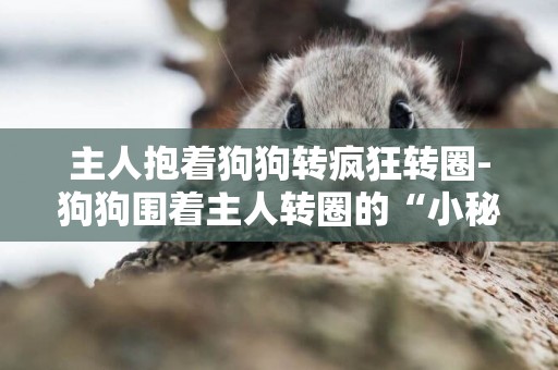 主人抱著狗狗轉瘋狂轉圈-狗狗圍著主人轉圈的“小秘密”