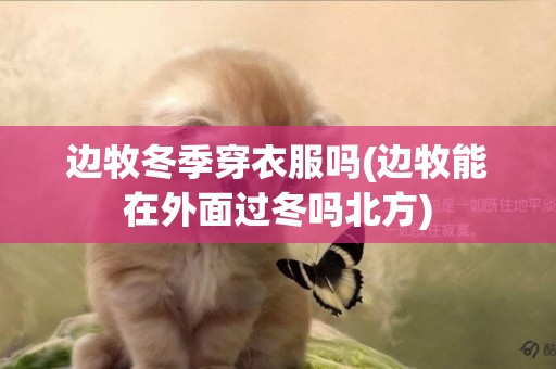 邊牧冬季穿衣服嗎(邊牧能在外面過冬嗎北方)