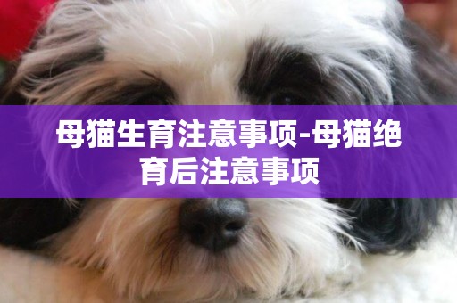 母貓生育注意事項-母貓絕育后注意事項