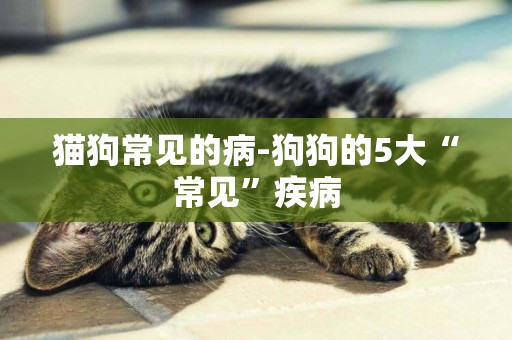 貓狗常見的病-狗狗的5大“常見”疾病