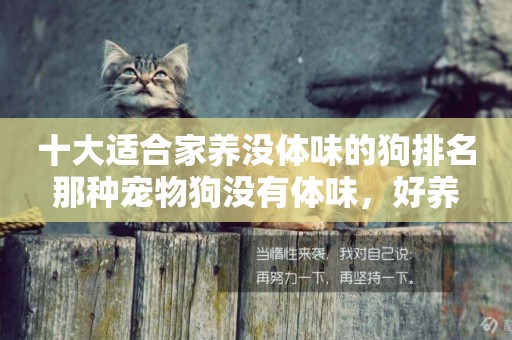 十大適合家養沒體味的狗排名 那種寵物狗沒有體味，好養 