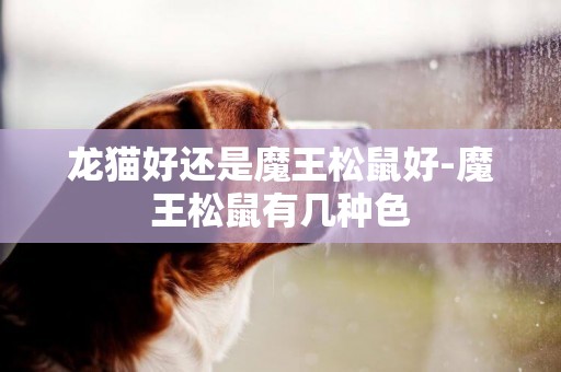 龍貓好還是魔王松鼠好-魔王松鼠有幾種色
