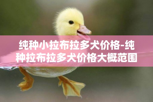 純種小拉布拉多犬價格-純種拉布拉多犬價格大概范圍是怎樣的