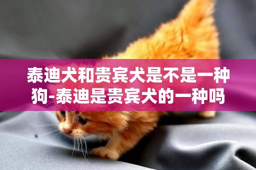 泰迪犬和貴賓犬是不是一種狗-泰迪是貴賓犬的一種嗎