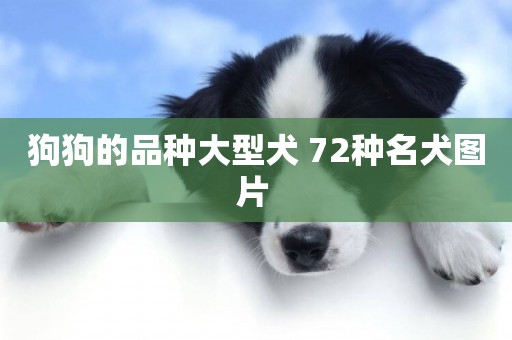 狗狗的品種大型犬 72種名犬圖片 
