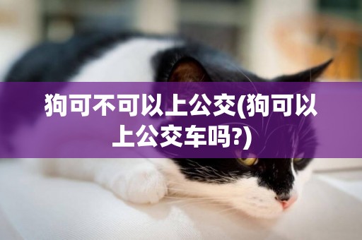 狗可不可以上公交(狗可以上公交車嗎?)