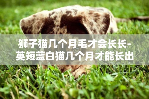 獅子貓幾個月毛才會長長-英短藍白貓幾個月才能長出包子臉