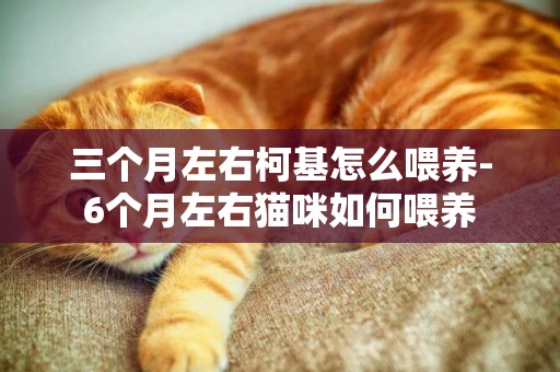 三個月左右柯基怎么喂養-6個月左右貓咪如何喂養