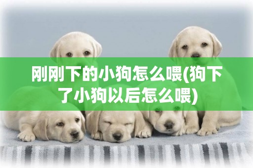 剛剛下的小狗怎么喂(狗下了小狗以后怎么喂)