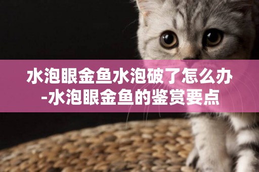 水泡眼金魚水泡破了怎么辦-水泡眼金魚的鑒賞要點