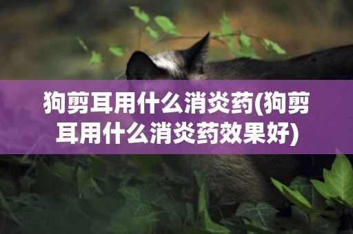 狗剪耳用什么消炎藥(狗剪耳用什么消炎藥效果好)
