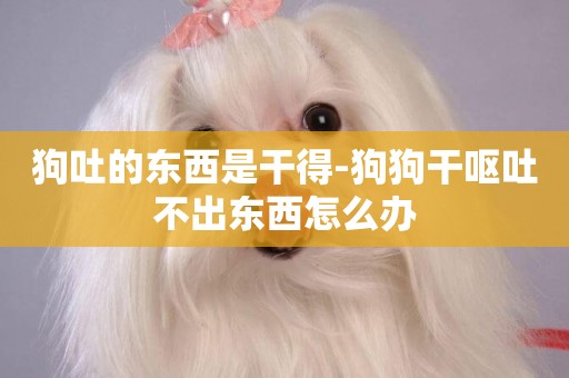 狗吐的東西是干得-狗狗干嘔吐不出東西怎么辦
